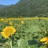 🌻最初のひまわり畑が満開になりました