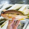 2019年10月5日　小浜漁港　お魚情報