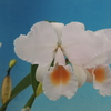 Cattleya schroederae 　原産地由来個体