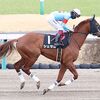 スタート後、アルドーレに寄られて中団やや後ろからの競馬に。落ち着いた流れになってしまったことで馬群の中で窮屈な競馬になってしまい押し上げて行けず。結果、良さが出ぬまま１２着に敗れてしまう。★シェダル