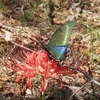 世にも美しい蝶〜ミヤマカラスアゲハ