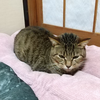 うちの子記念日😸