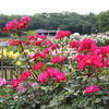 神代植物公園　春のバラフェスティバル　