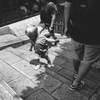 モノクロームスナップ＠KODAK PIXPRO C1