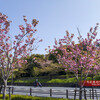 蹴上の八重桜