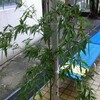 笹の葉サーラサラ