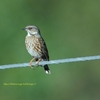 Altai Accentor ヒマラヤイワヒバリ (北インドの鳥その19)