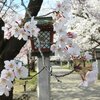 弥彦公園（西蒲原郡弥彦村弥彦）の桜 2023(4/4)