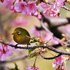 河津桜とメジロ@野鳥の楽園2024