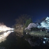 国宝松本城桜並木 光の回廊