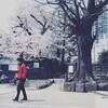 『桜を観たりする土曜』