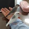 手に乗る文鳥だったんだね