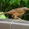 宮沢橋の欄干に止まったガビチョウ