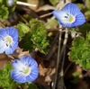 花のほほえみ