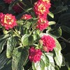 Lantana