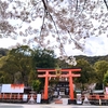 京都の隠れ名所！松尾大社の幻想的な山吹と桜のコラボ🌸