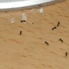妻の机の上に、蟻が現れた。