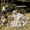 新宿御苑の桜