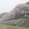 海田町の桜