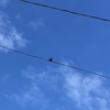 ツバメは、せっせとヒナの ごはんを運ぶけれど