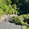 花桃がちらほら咲き出す水窪川