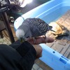 ペーターとチビ（セキセイインコとカメ　2/5朝）