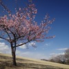 群馬の花名所　伊勢崎みらい公園　2024年3月3日