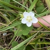 宮崎から立山へ　山と湿原を楽しむ　その４　立山で出会ったお花さんたち　