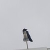 涼しかったのでカラスさんぽへ