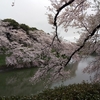 皇居東御苑経由で千鳥ヶ淵まで花見に行ってみた。（千代田区）