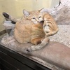 沖縄ネオパーク、砂漠の天使スナネコとレッサーパンダのチャルくん