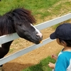 果物狩り