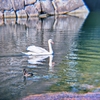 お堀の白鳥