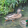 室川にマガモのエクリプス