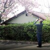 八重桜　キスリング