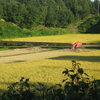 稲刈り日和は明日まで😺