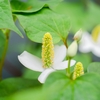 【どくだみチンキ】自然素材の化粧水・虫除け・除菌スプレーにも！作り方や使い方 まとめ