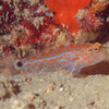  No.169 フタホシホシハゼ (Asterropteryx bipunctata) 