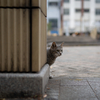 近隣繁華街のねこさん