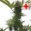 Stoner Slang - Buy Pot Seeds Arkansas Cannabis Lingo Translated