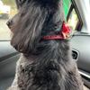 ベス🐕‍🦺はお手入れの日、牛乳消費に我が家も協力