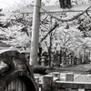 意富布良神社、里桜。モノクロ写真。