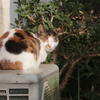 ５月６日　三朝温泉朝の猫さま　と三徳山三佛寺　と倉吉の猫さま