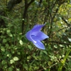 Platycodon grandiflorus　キキョウ