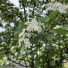4月の終わり頃、公園で見た白い花。