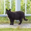 かつて出会った黒猫ちゃん♪ 　ー猫の日ー