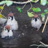 スズメさんが水浴びしていると…！！？可愛い緑の子もやって来ました！