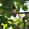 ヒヨクドリ King Bird of Paradise 2