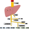 肝がん＜基礎編＞