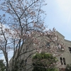 今週の三田・里山キャンパス（388）：サクラサク